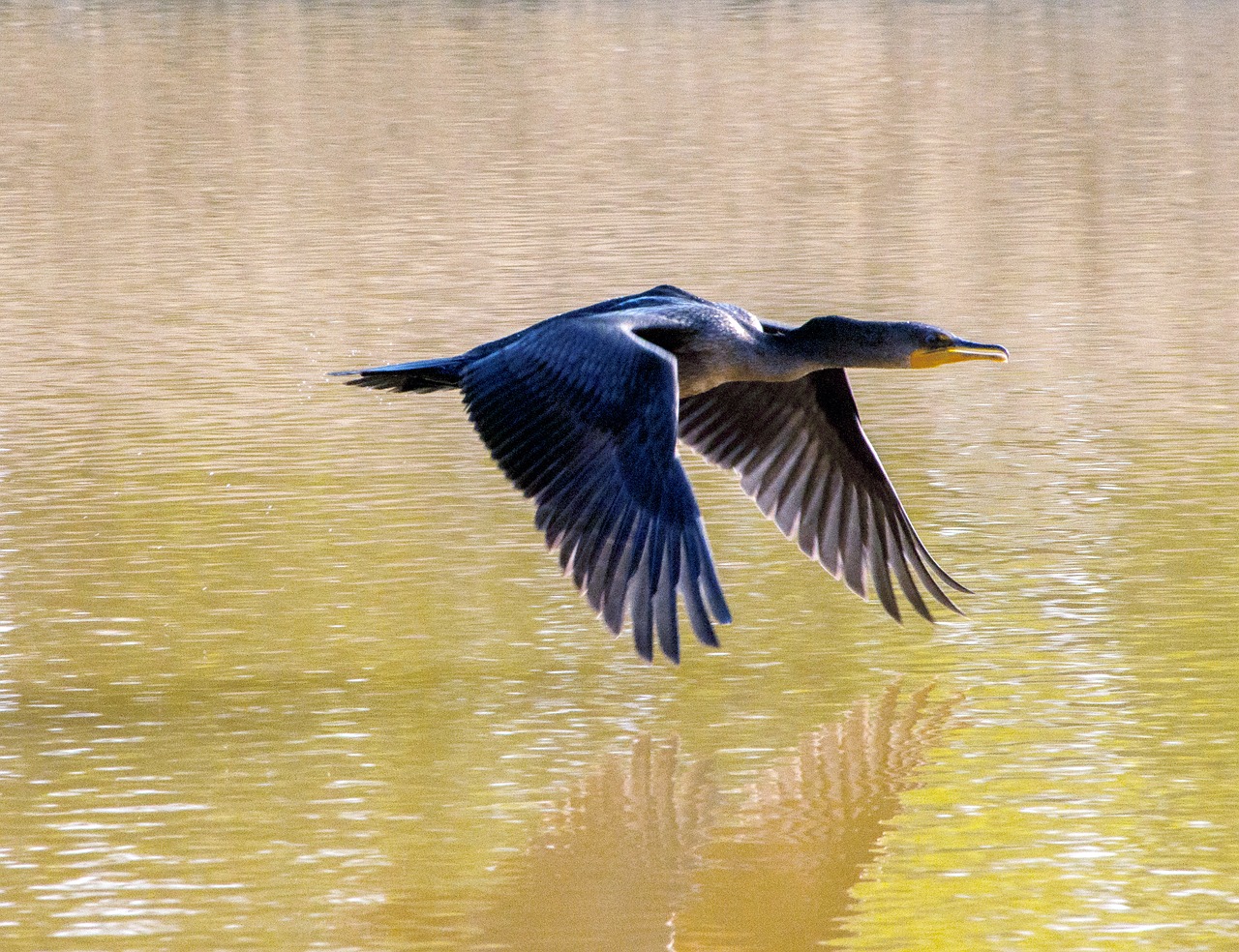 Image - cormorant flying lake