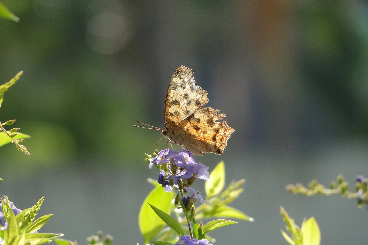 Image - quentin chong butterfly