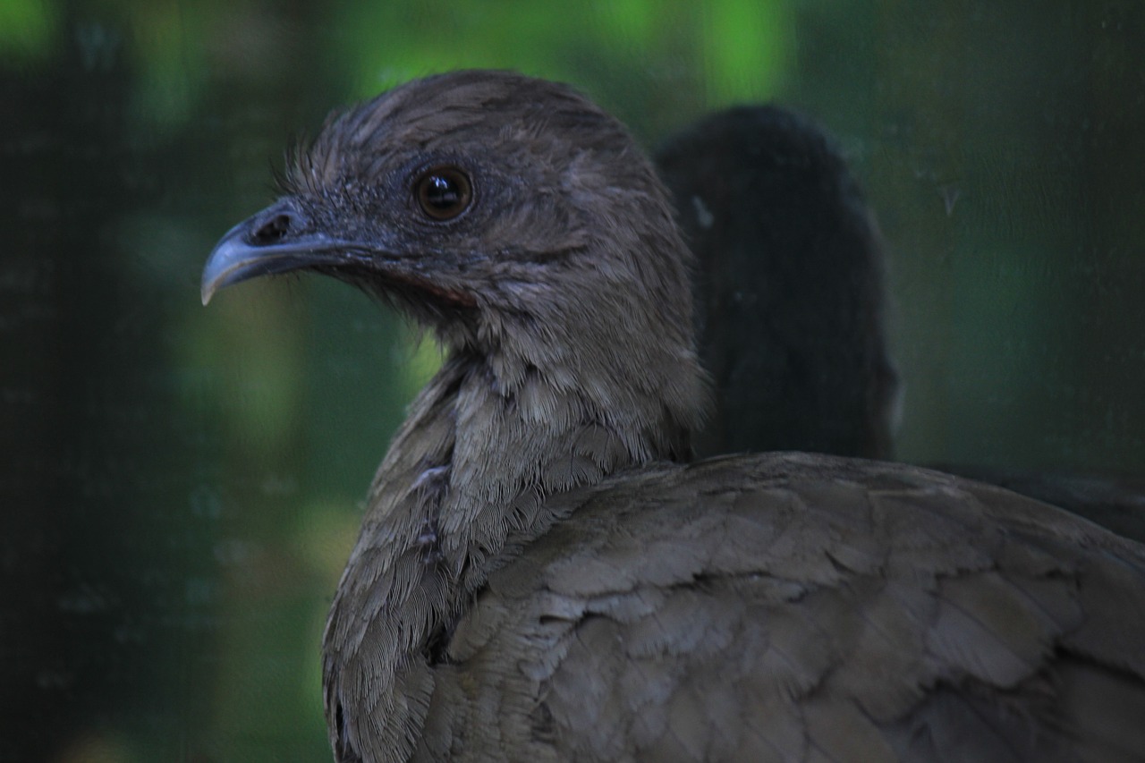 Image - chachalaca mexico ave bird wings