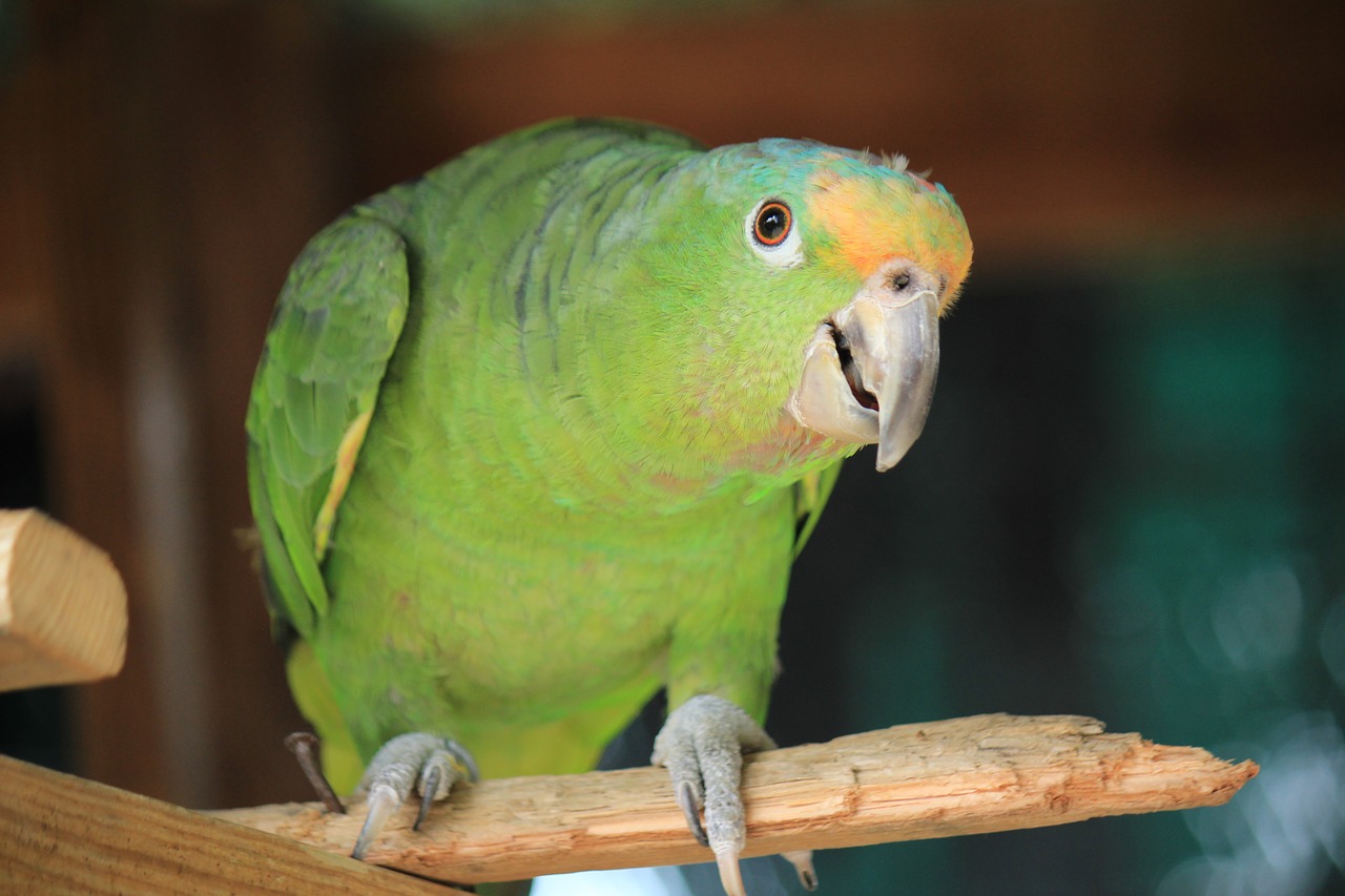 Image - parrot parrot yellow head green