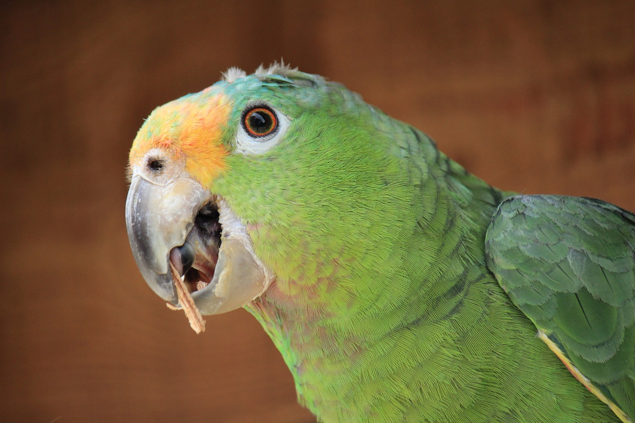Image - parrot guy beautiful bird ave