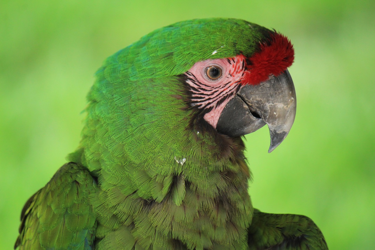 Image - mexico macaw animal bird