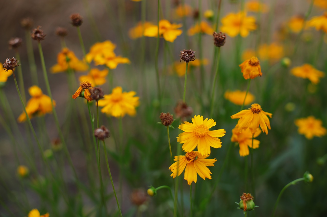 Image - the scenery flower realism