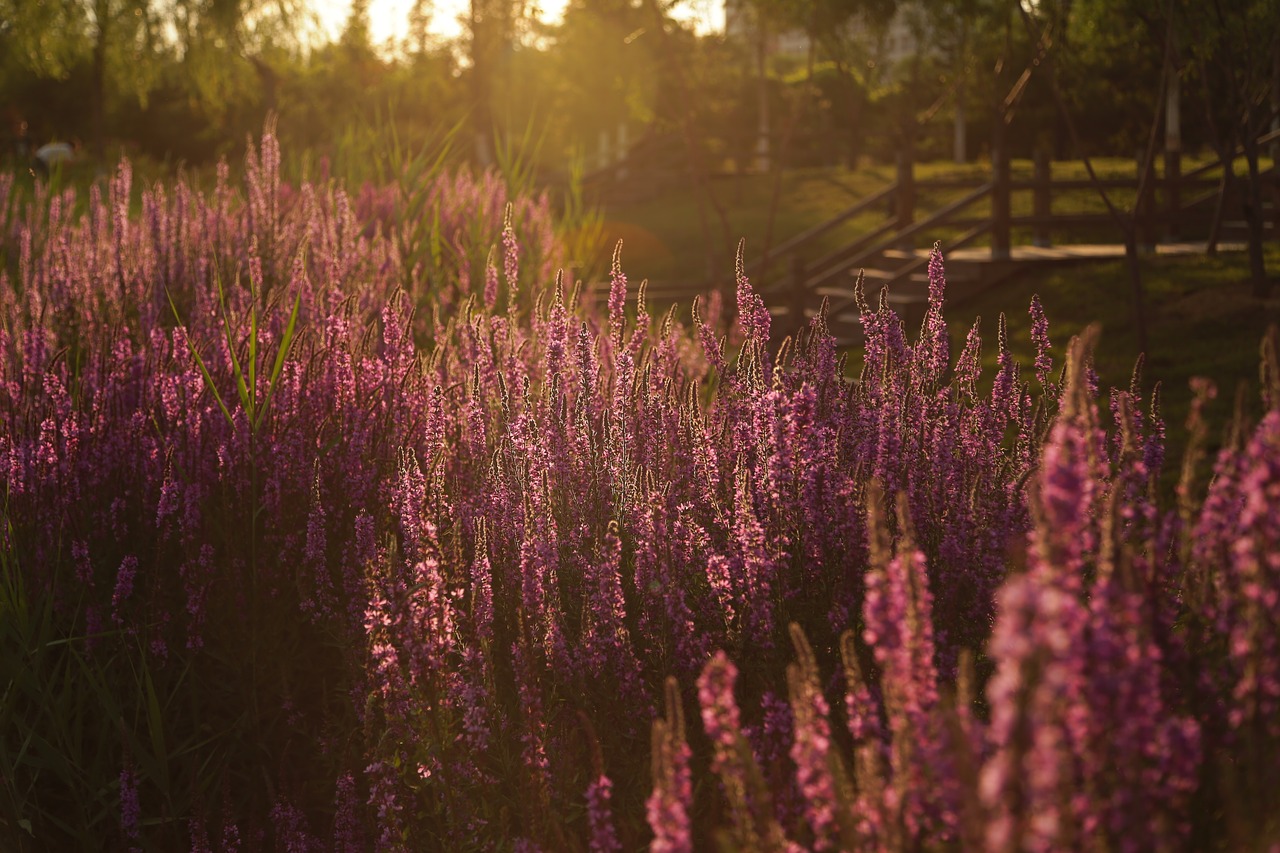 Image - the scenery flower realism