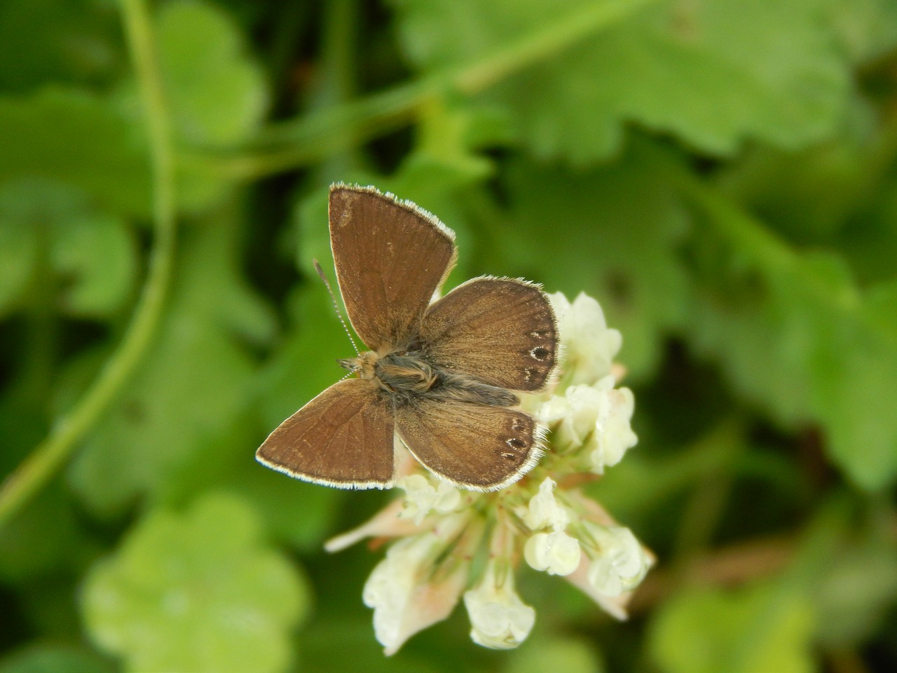 Image - butterfly brown wings hostal