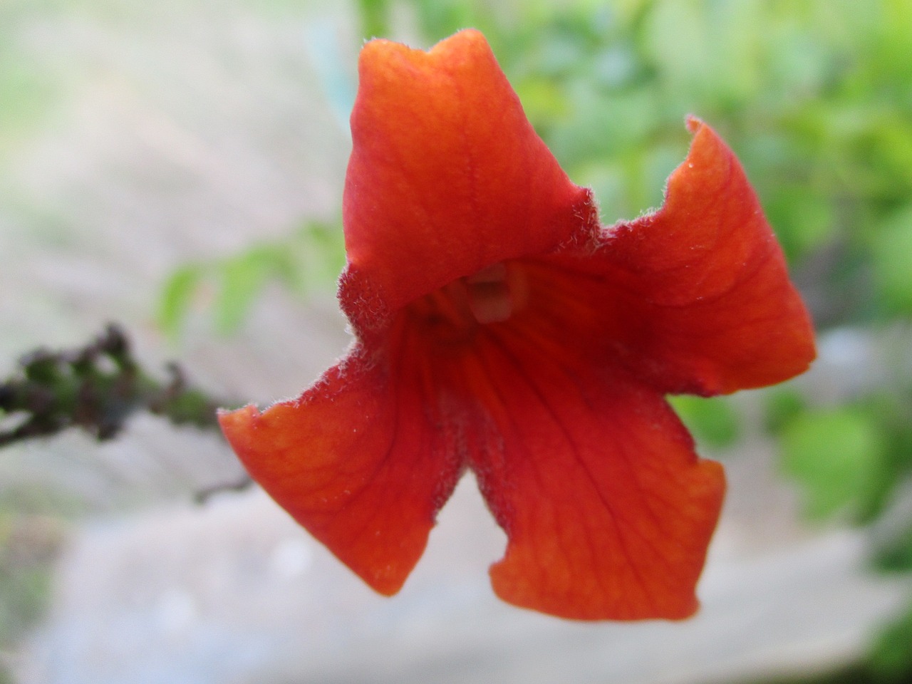 Image - orange trumpet vine garden bloom