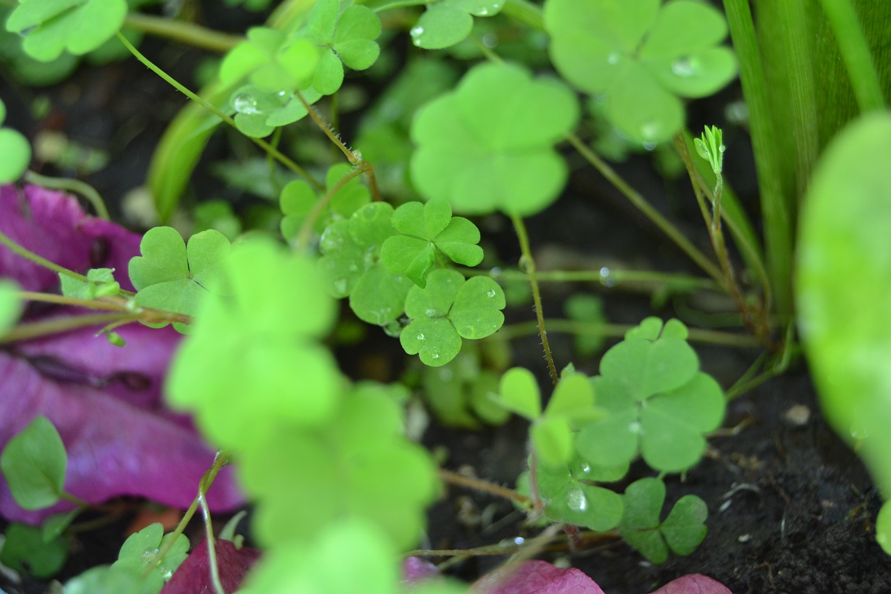 Image - leaves plant green green leaf