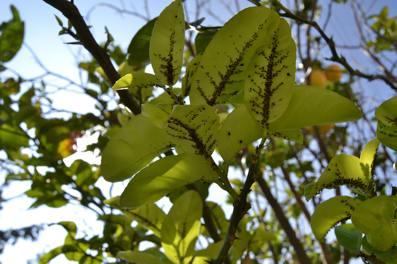 Image - leaf tree plant trees nature