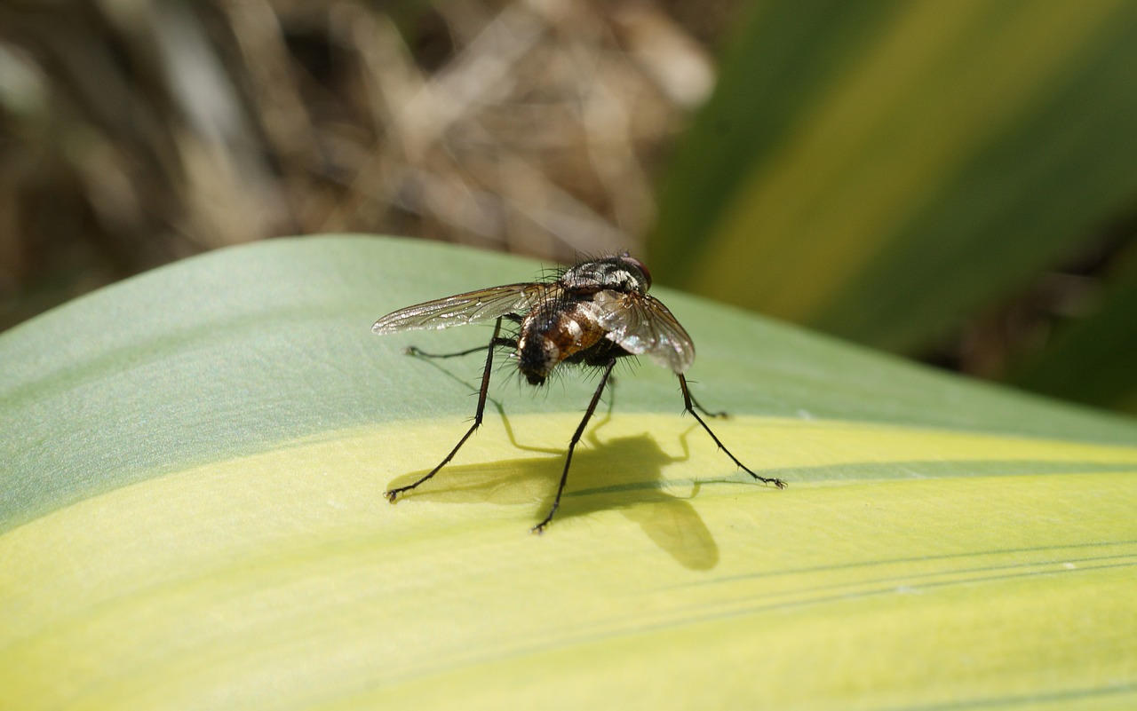 Image - image insect fly wings colombia