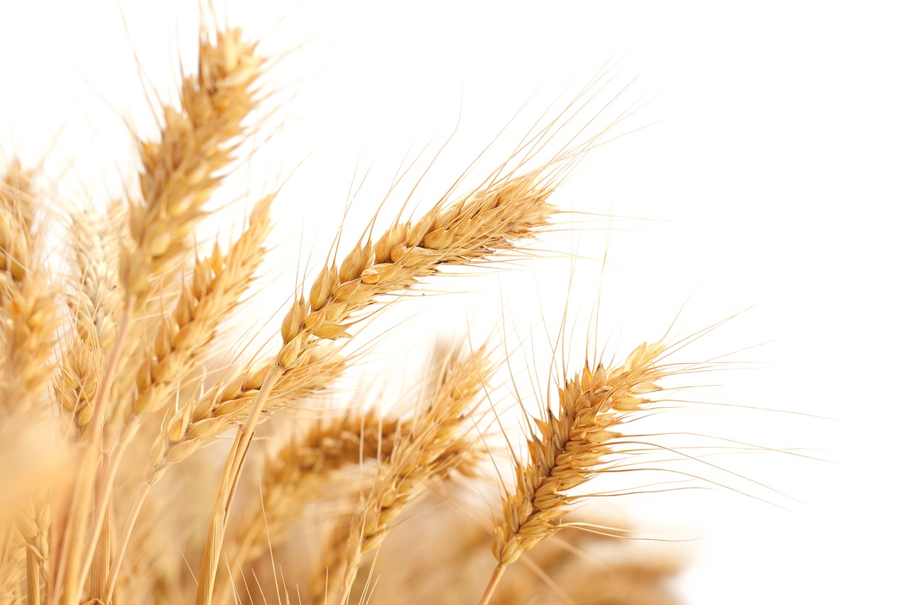 Image - wheat in wheat field