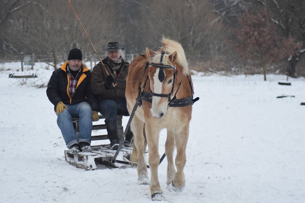 Image - horse haflinger people