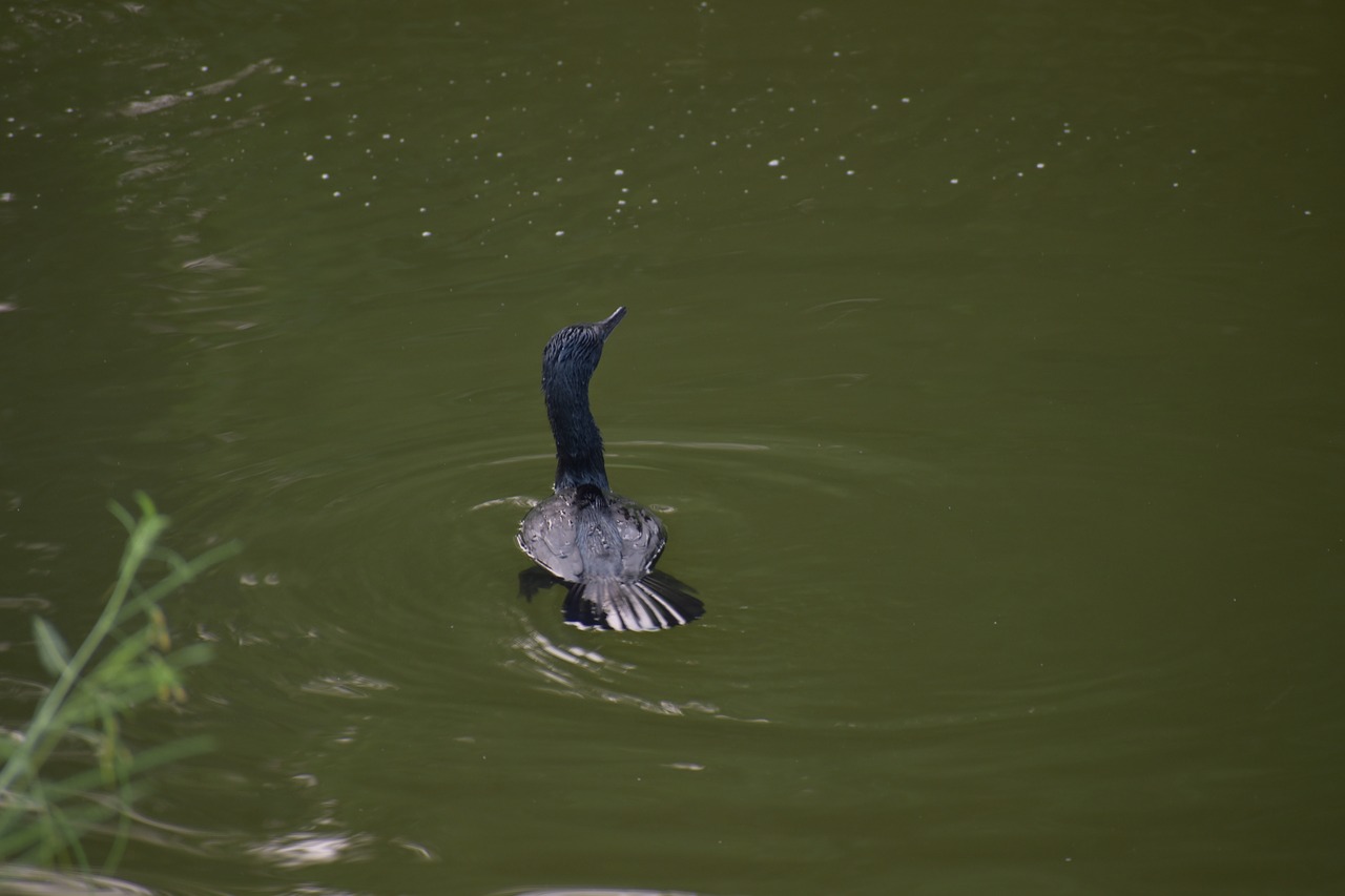 Image - darter bird water bird black bird