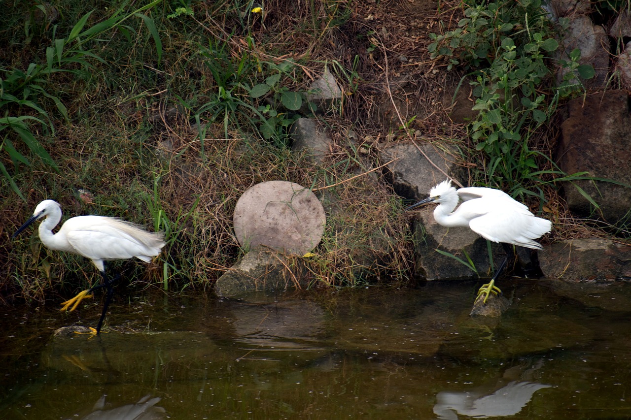 Image - crane pair crane water birds