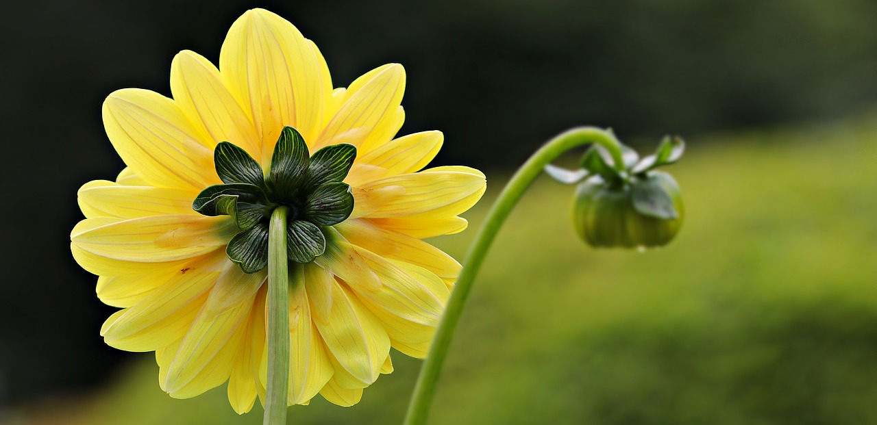 Image - dahlia yellow flower dahlia garden