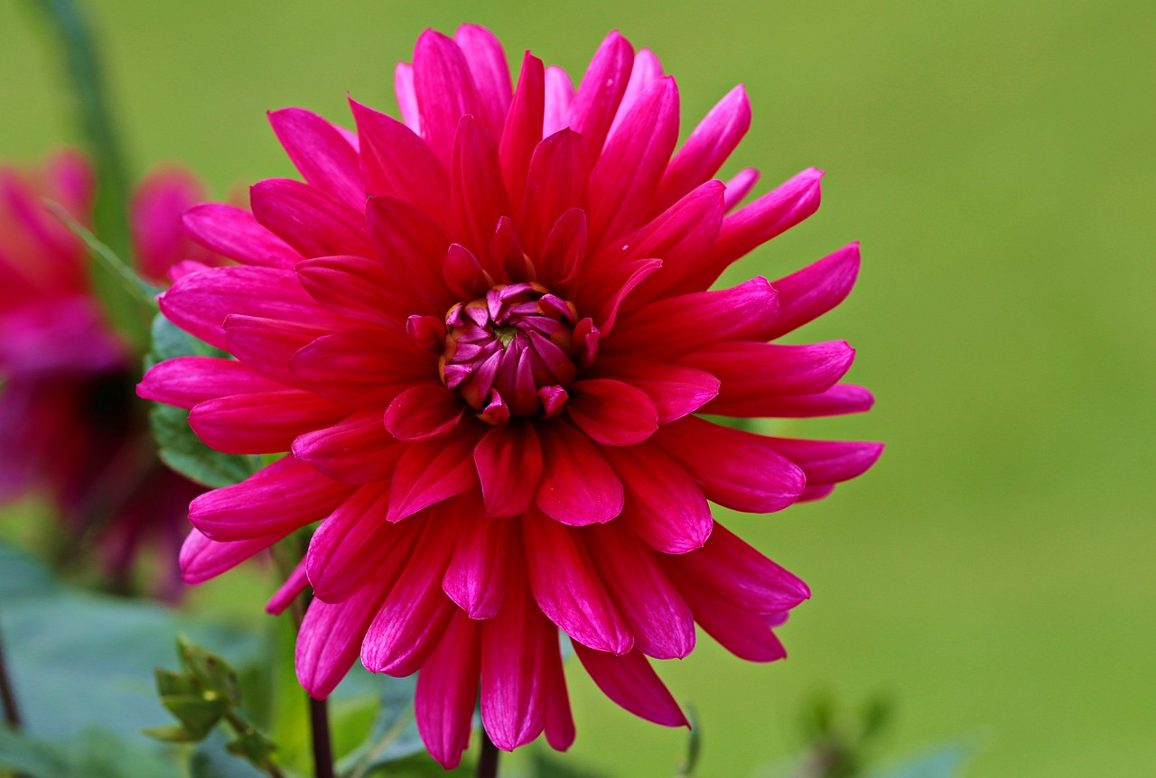 Image - dahlia red flower dahlia garden