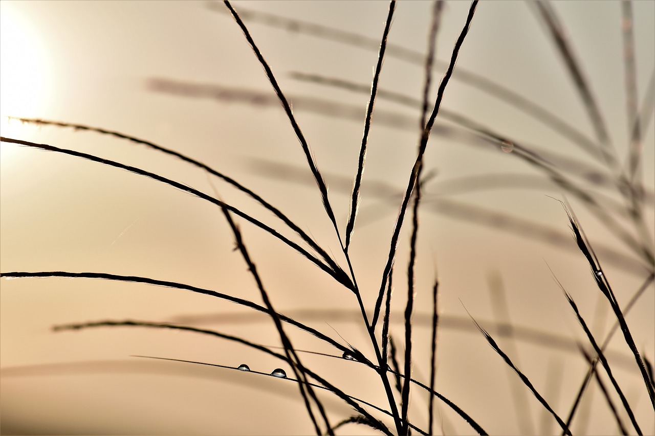 Image - grass blade of grass back light