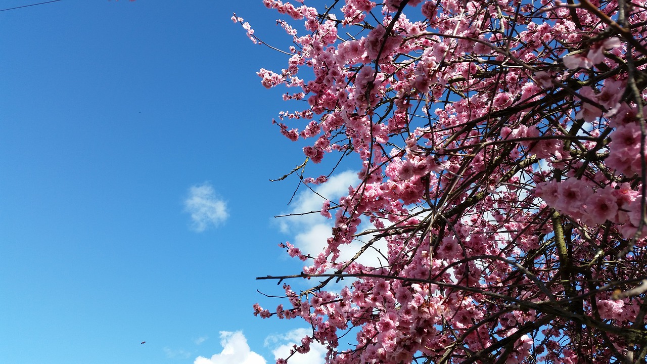 Image - spring blossom cherry plum pink