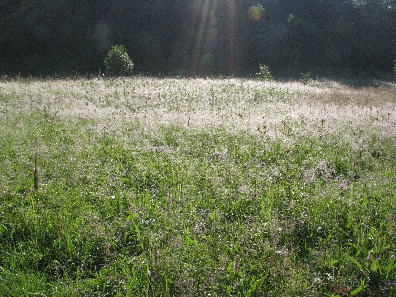 Image - sun morning grass rosa nature