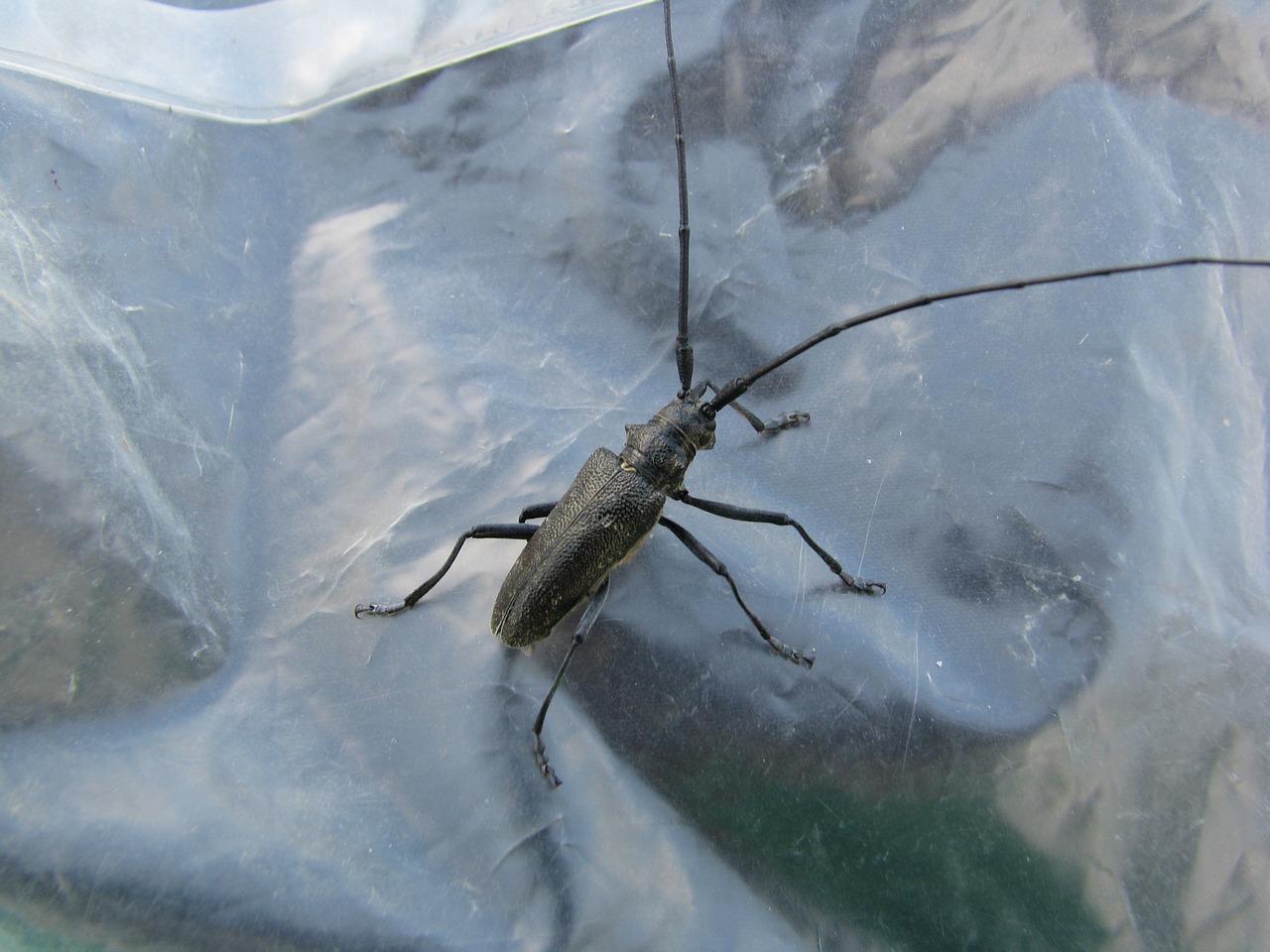 Image - beetle barbel black large