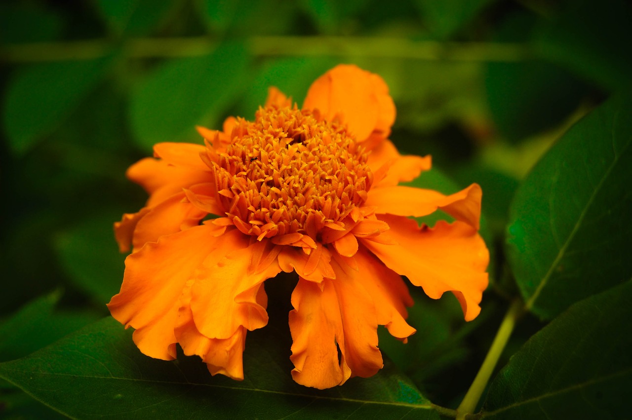 Image - nature flower srilanka