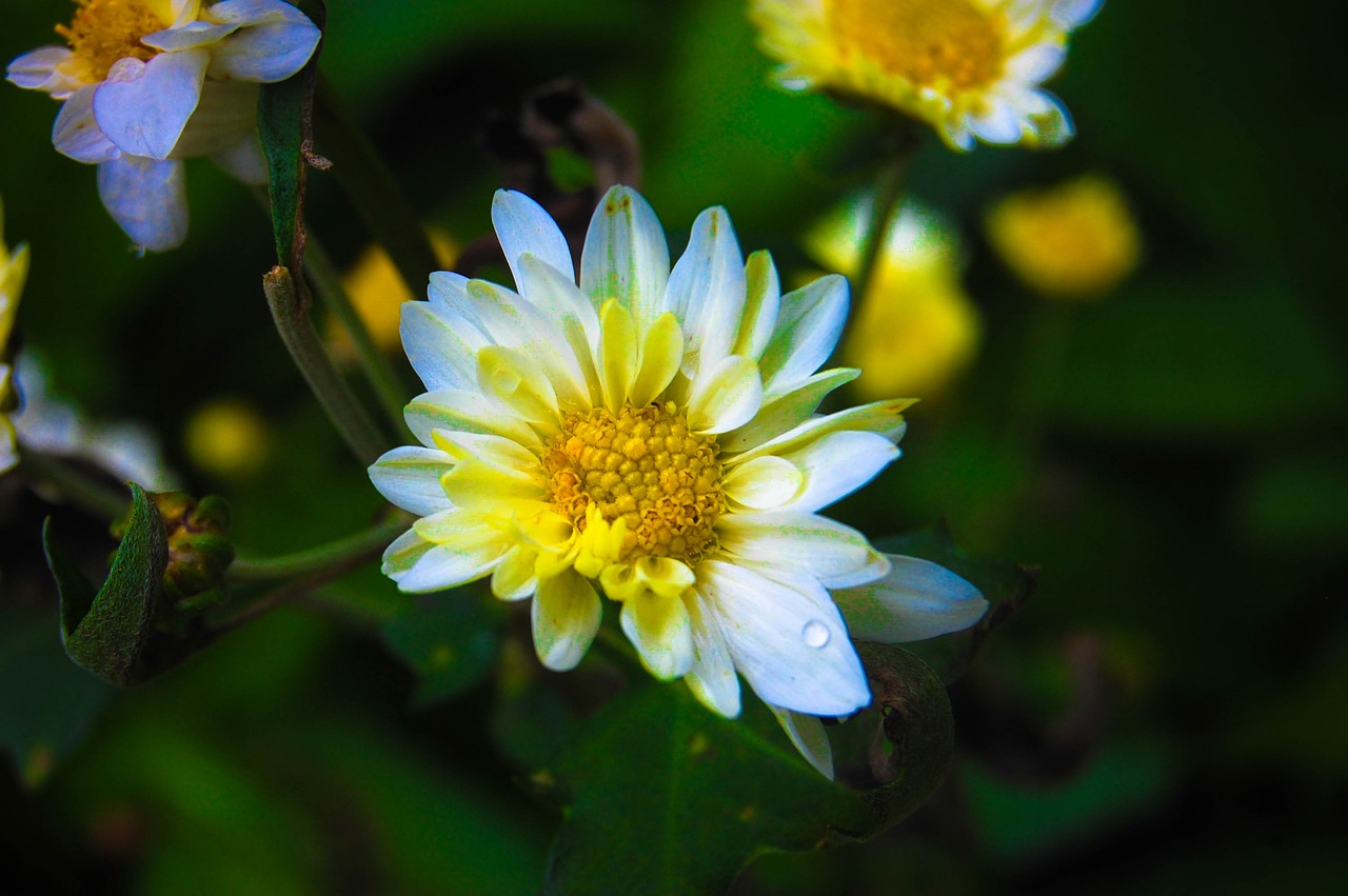 Image - flower nature srilanka