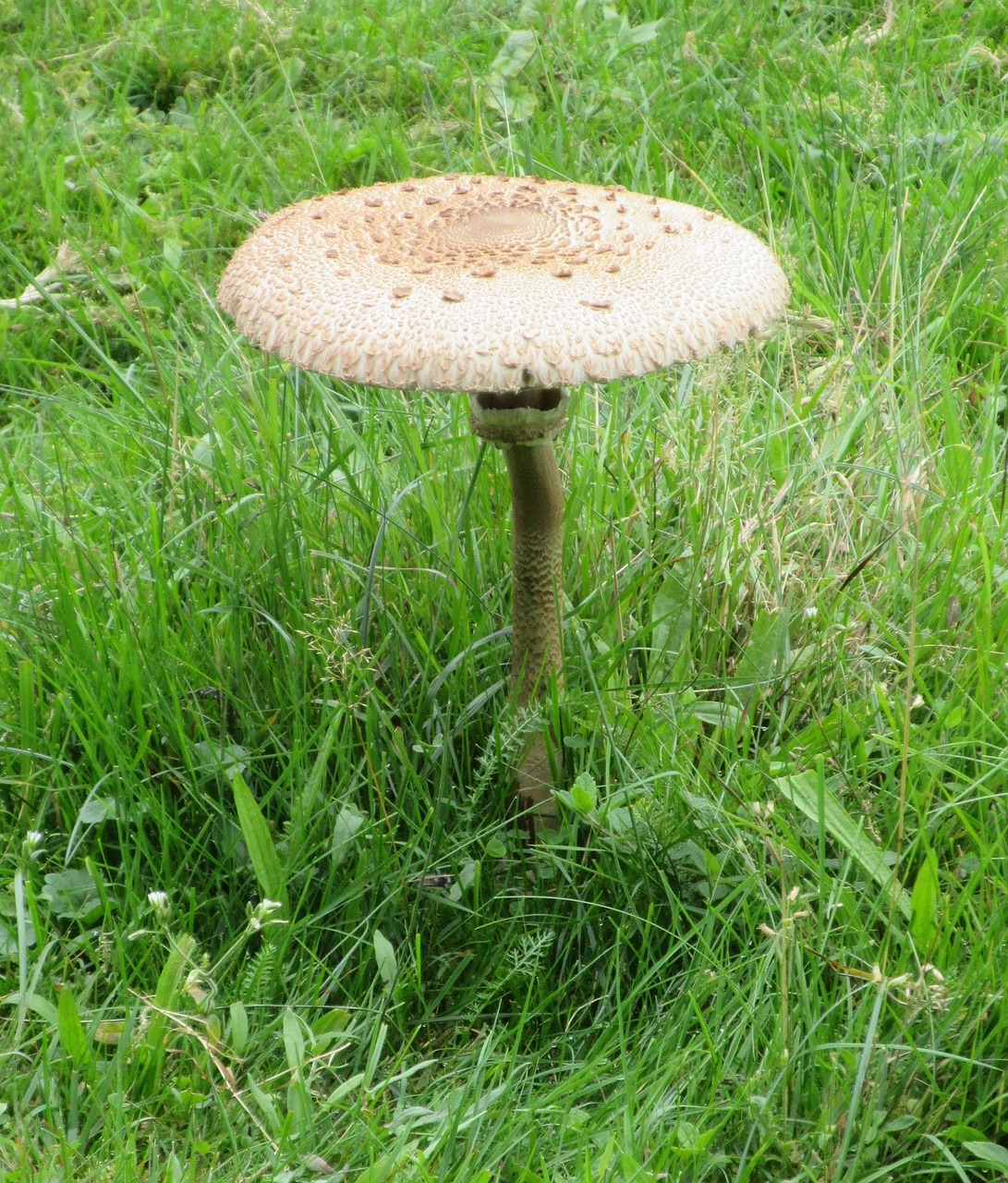 Image - mushroom meadow nature briesetal