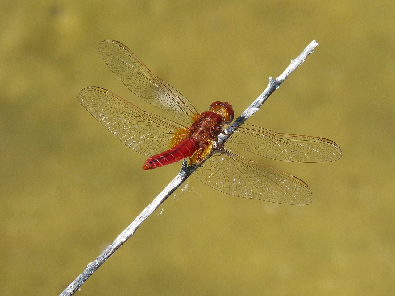 Image - red dragonfly pond branch beauty