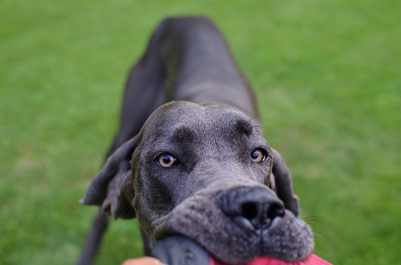 Image - dog great dane head