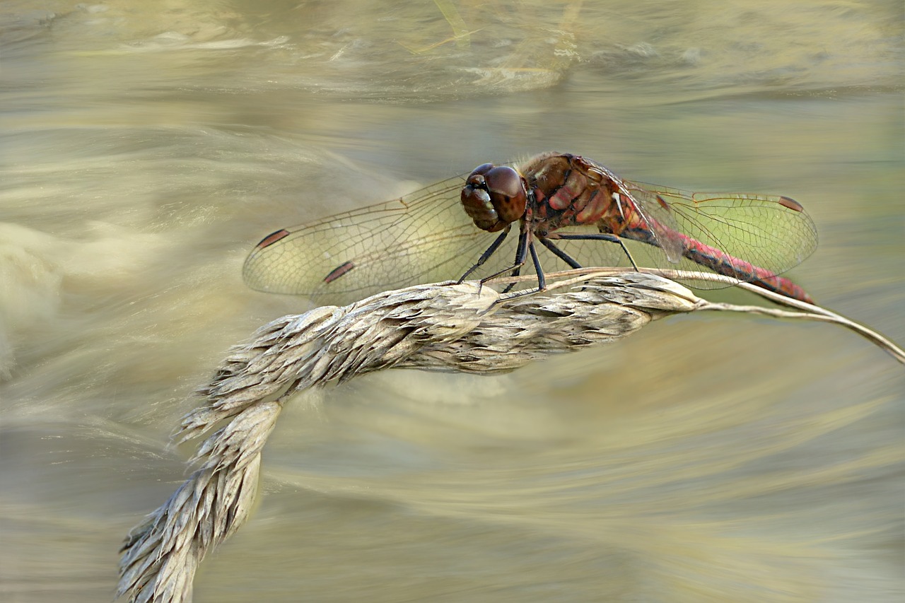 Image - animal flight insect dragonfly