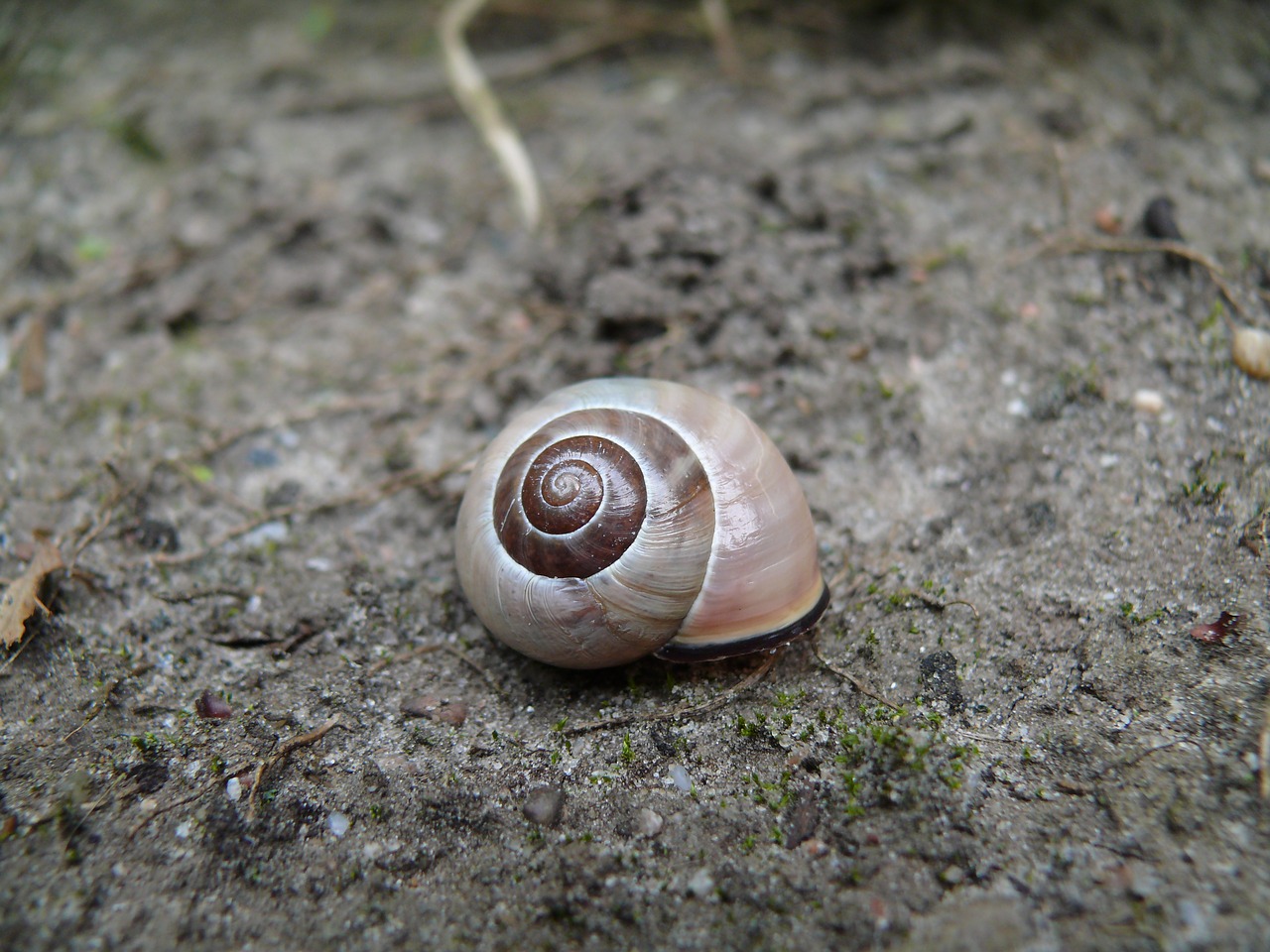 Image - snail brown cochlea