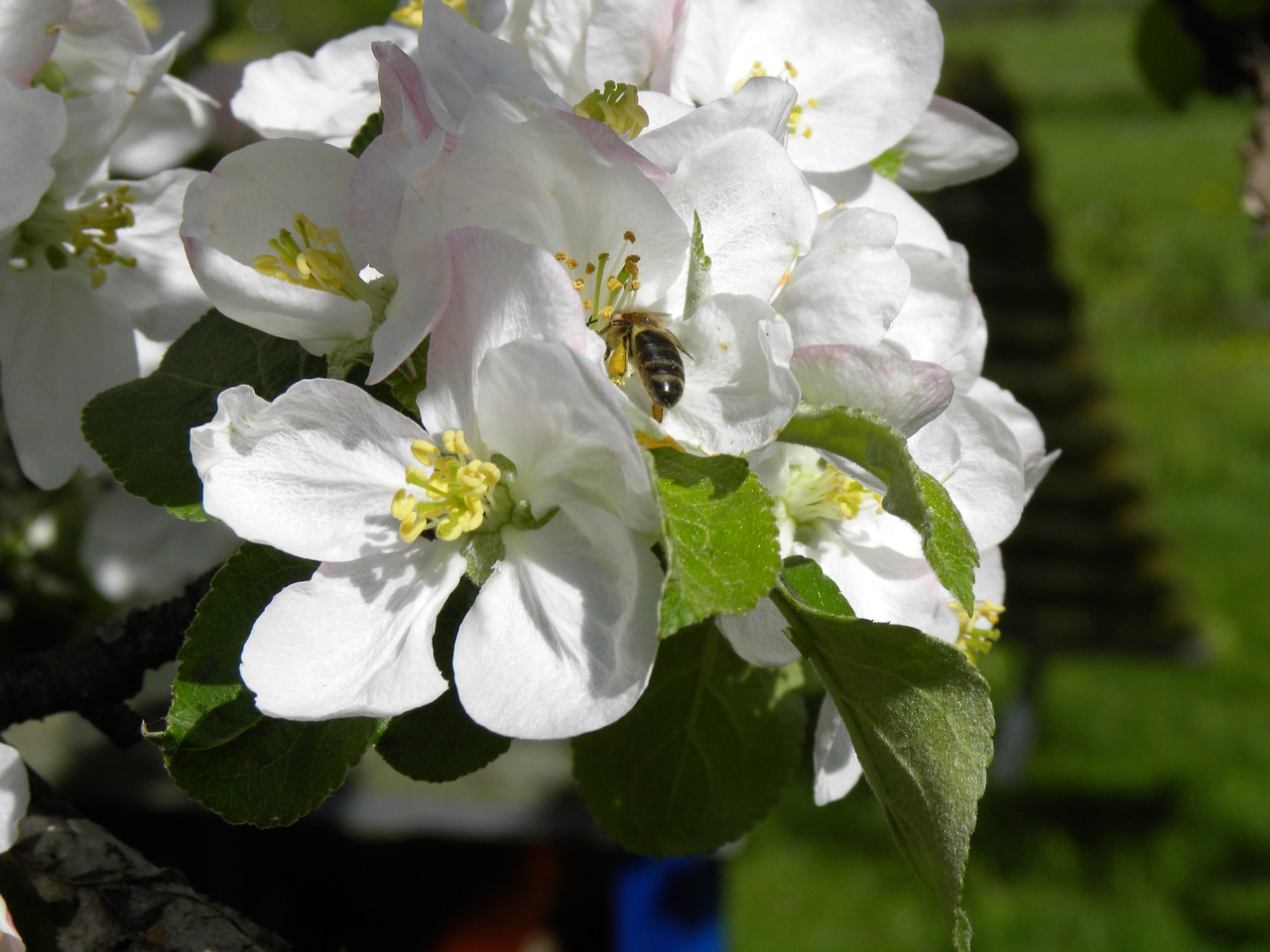 Image - apple blossom bee nature