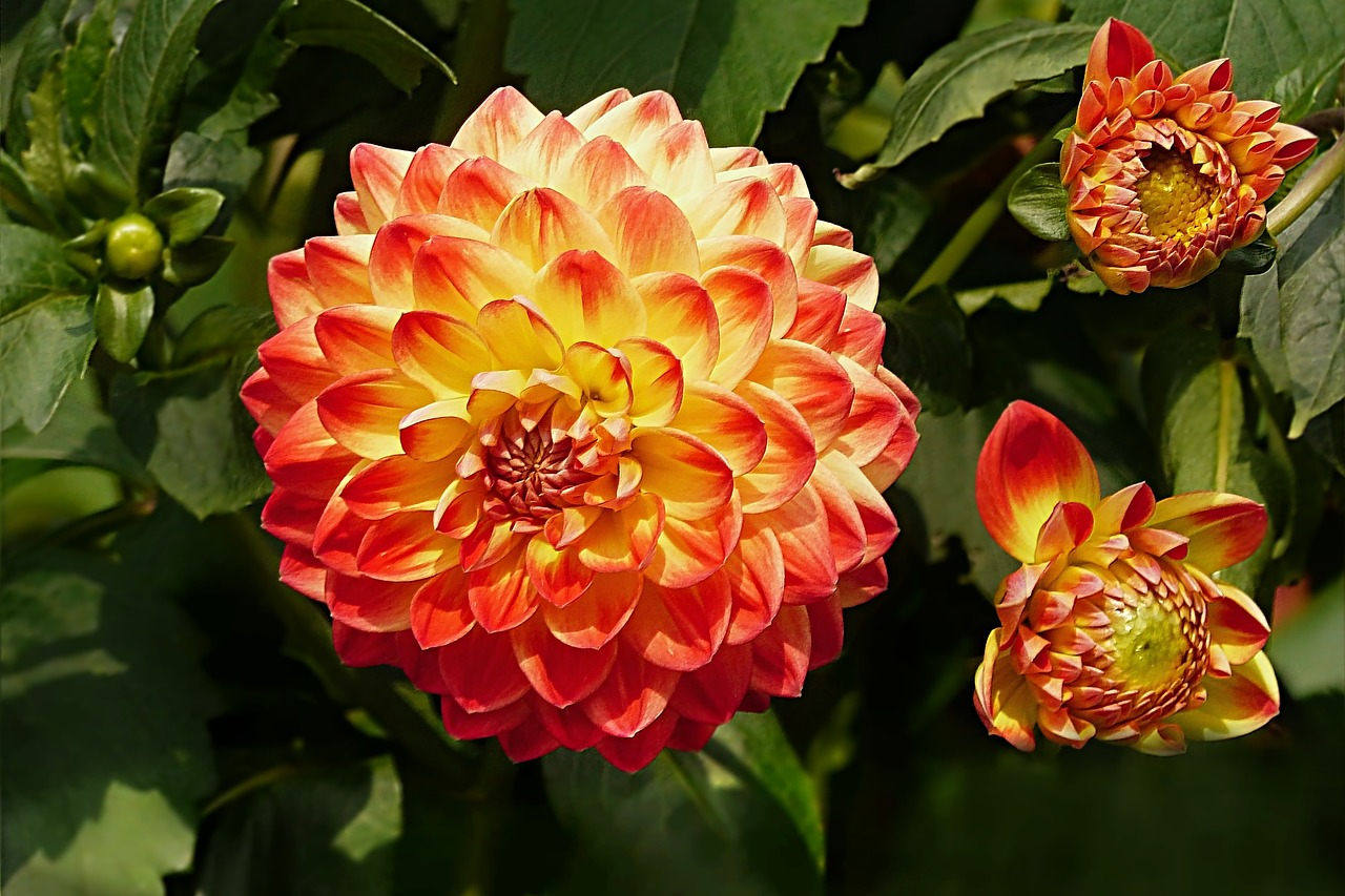 Image - plant flower dahlia orange yellow