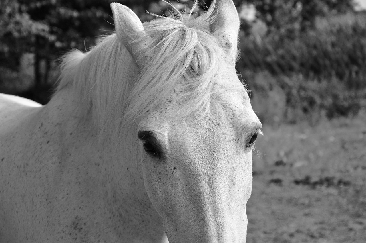 Image - horse white head eyes