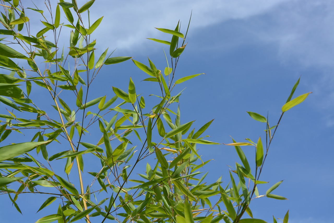 Image - bamboo au gratin plant shooting