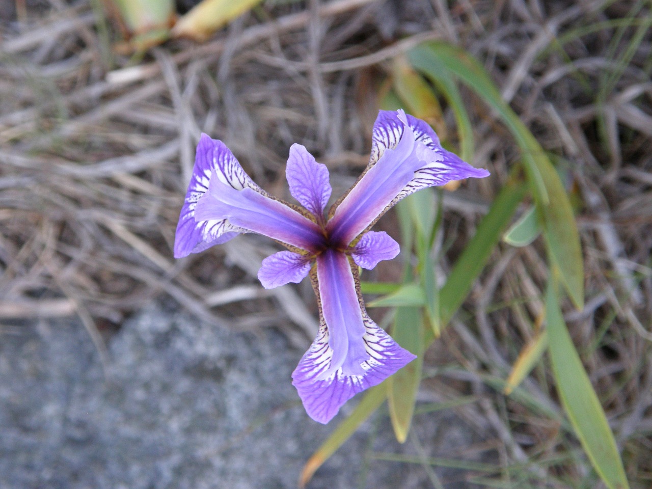 Image - flower iris blue wild floral