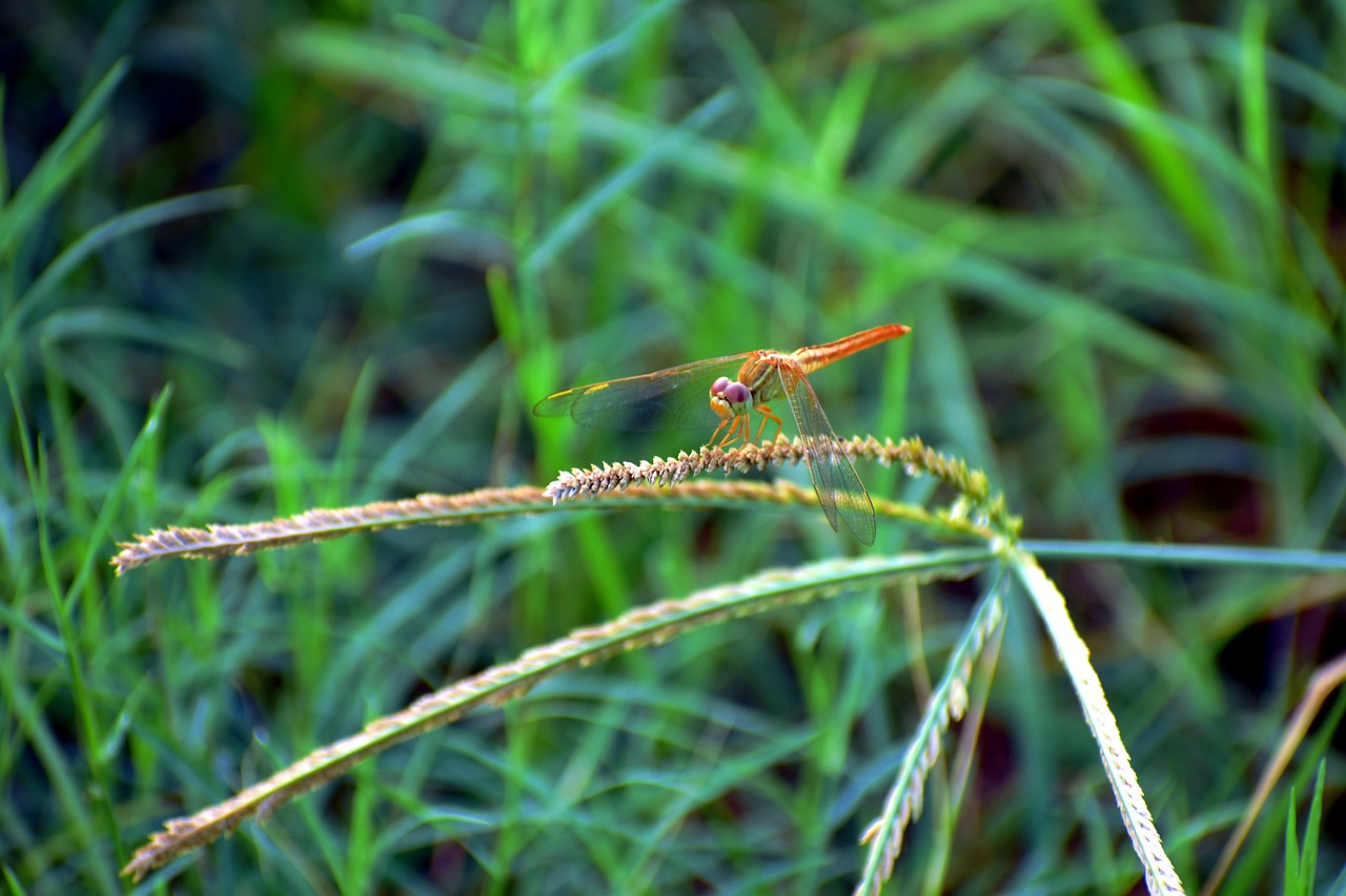 Image - dragonfly macro golden insect