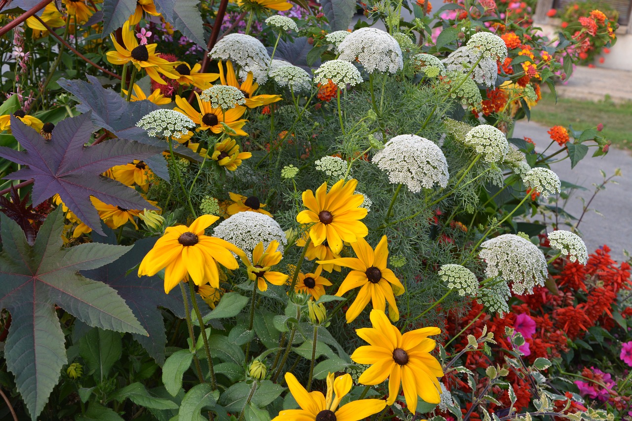 Image - flowers massif parterre nature