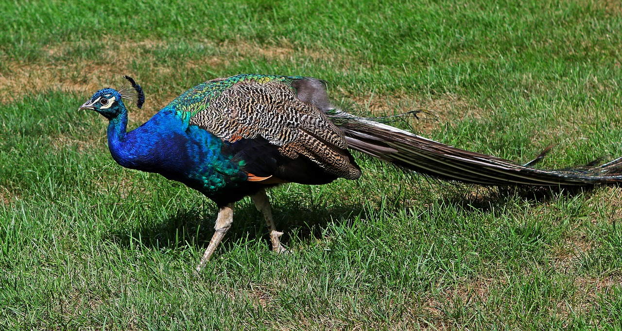 Image - peacock male tail bright wildlife