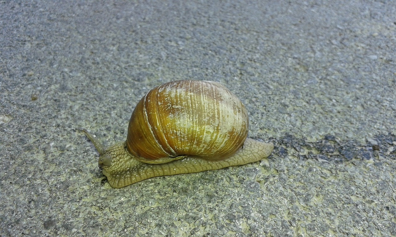 Image - snail animal nature shell slimy