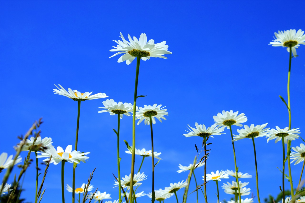 Image - marguerite meadows margerite flower