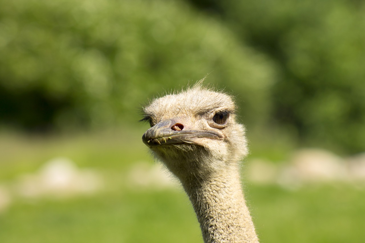 Image - bouquet struthio camelus