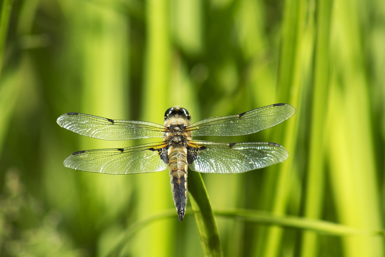 Image - dragonfly insect macro close