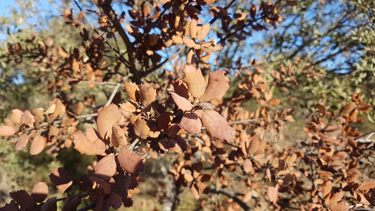 Image - otoño autumn nature season fall