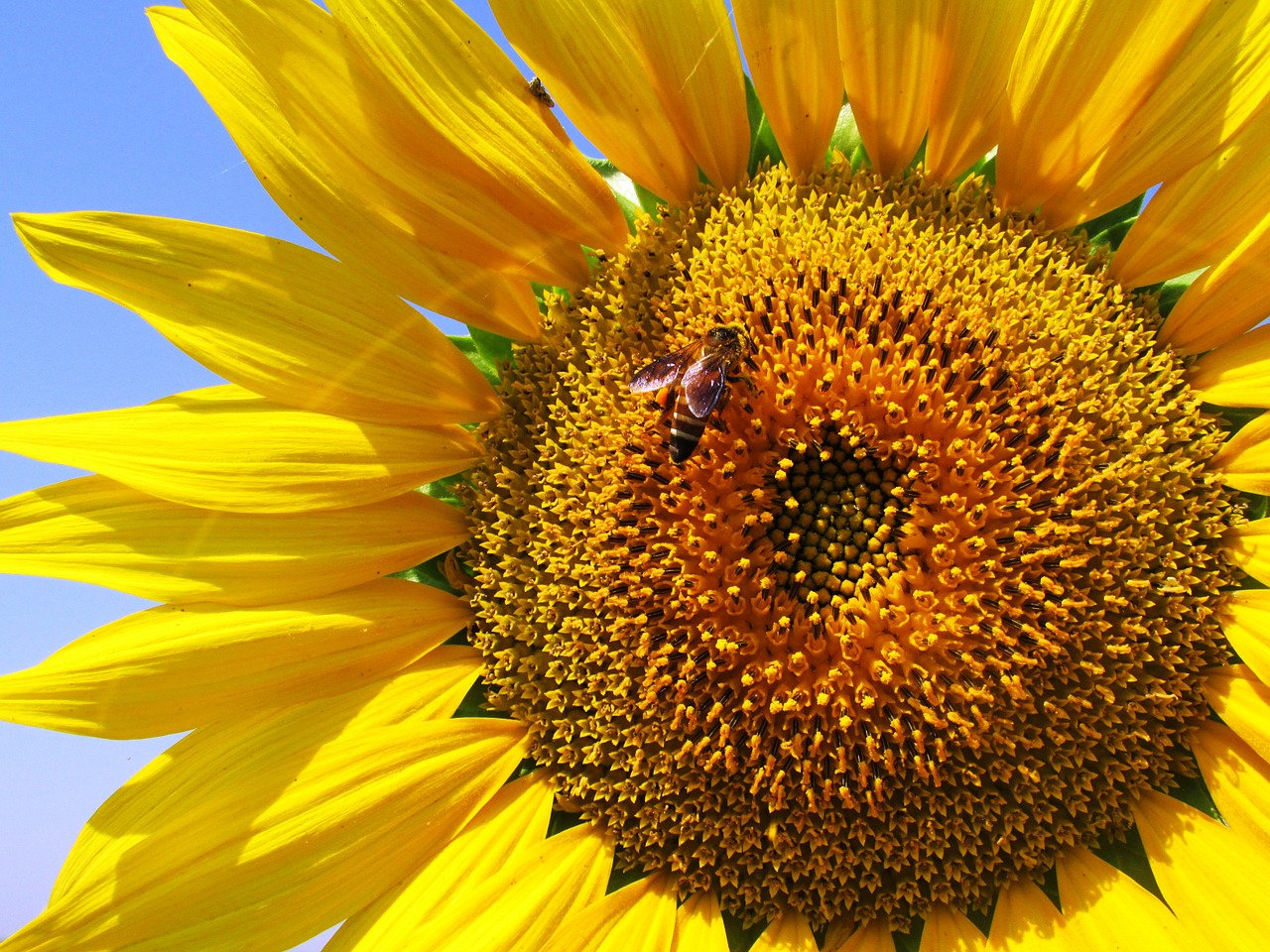 Image - sunflower plant flower yellow bee