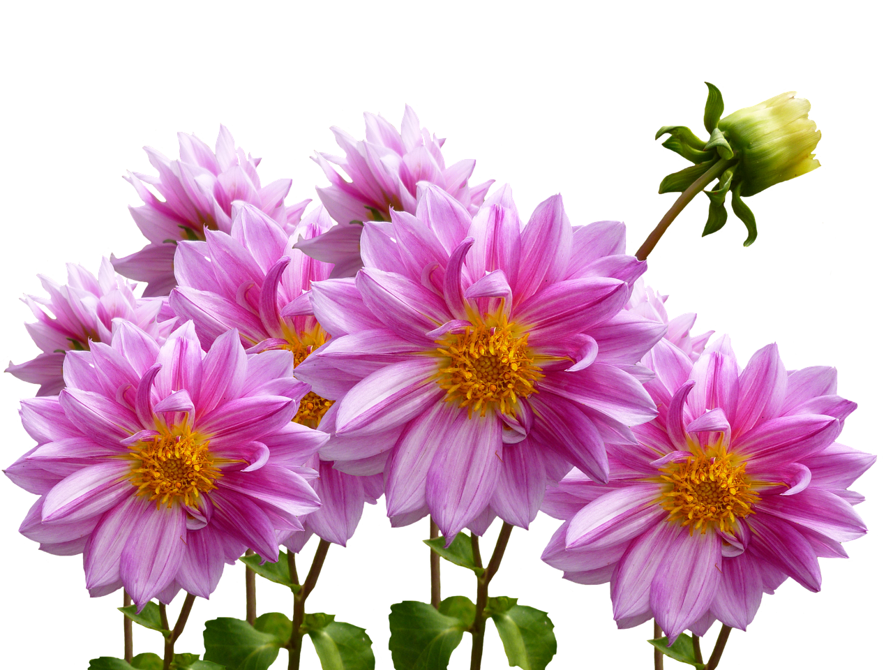 Image - dahlias autumn pink purple