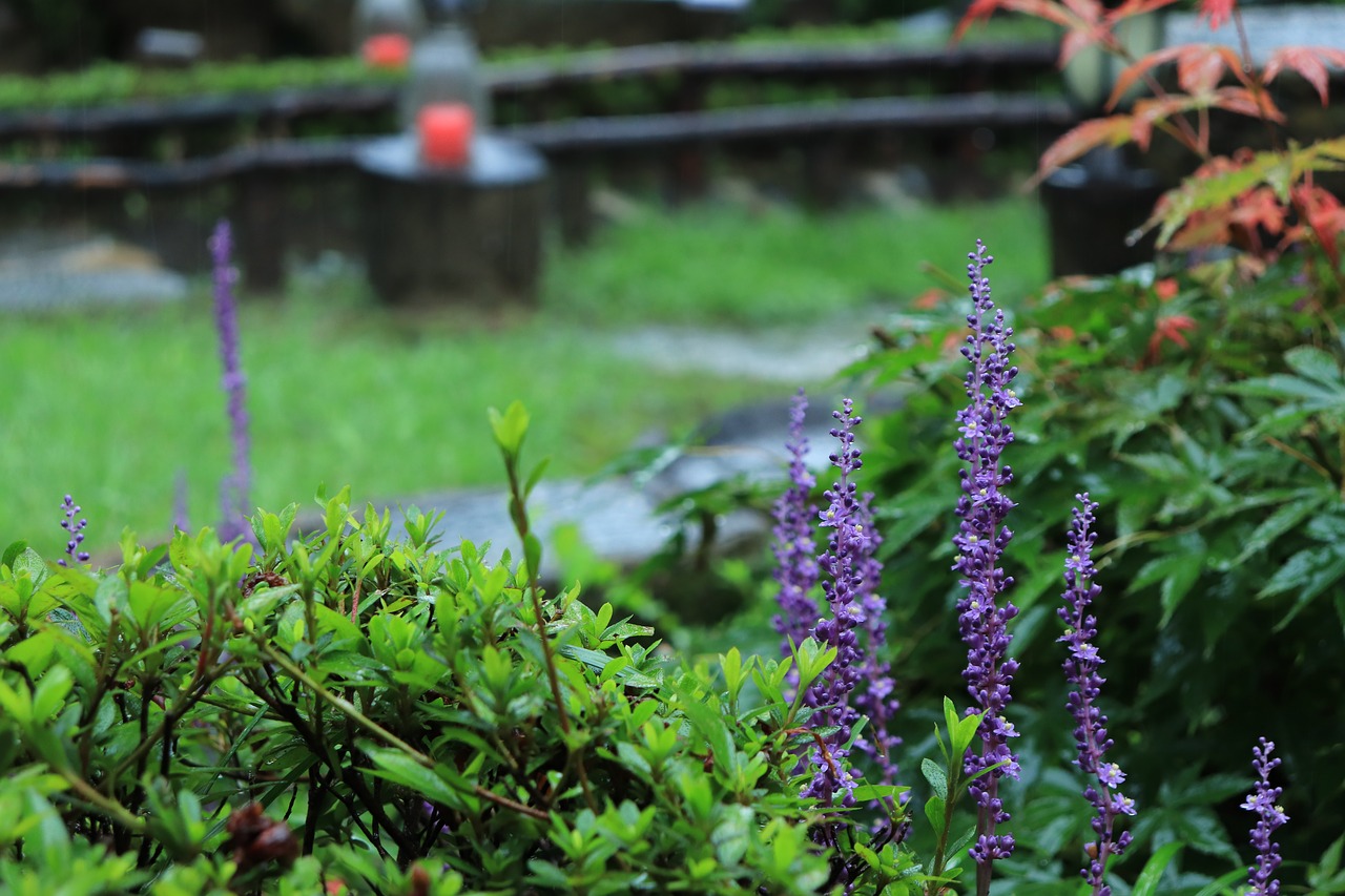 Image - liriope flower purple plant plants