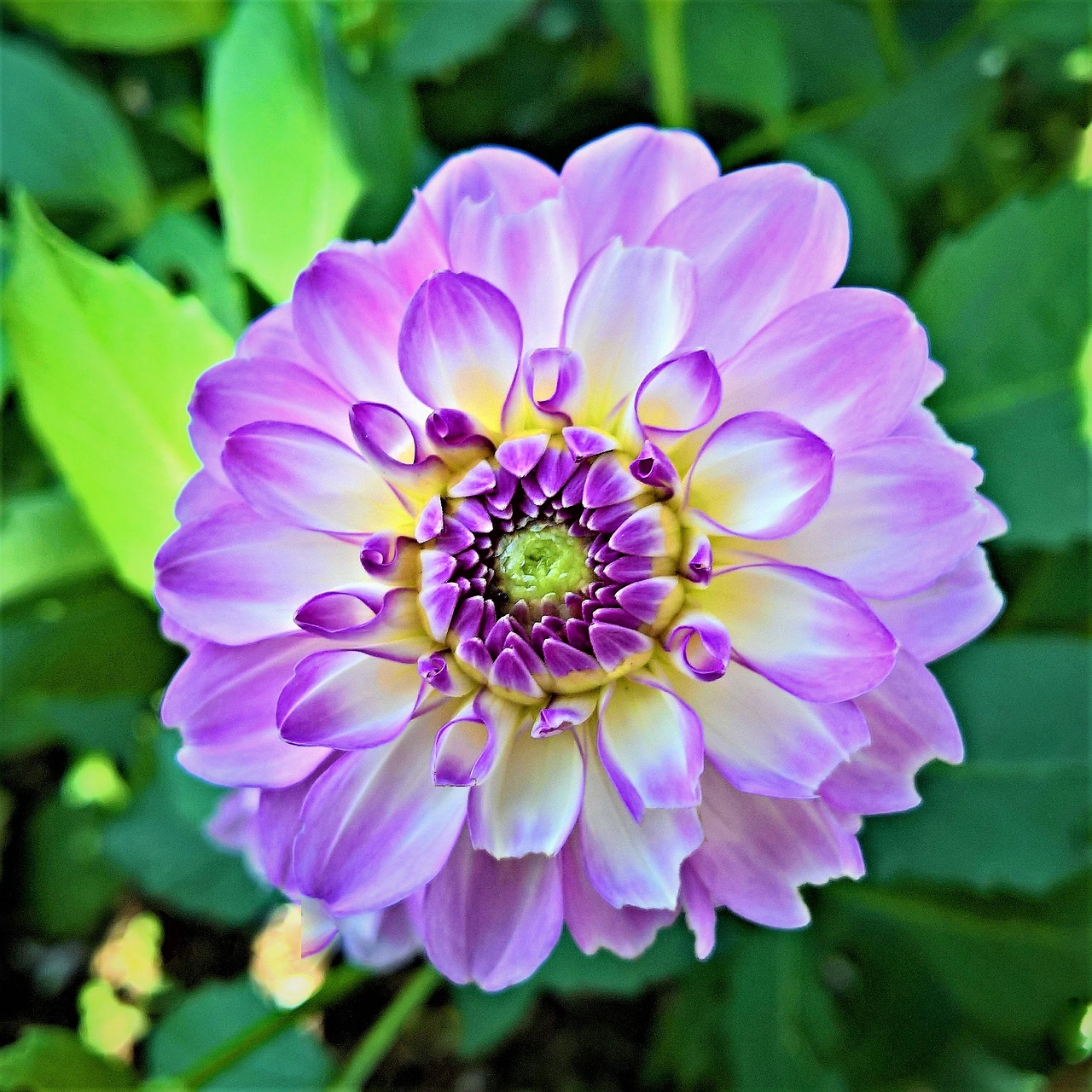 Image - plant dahlia flower garden