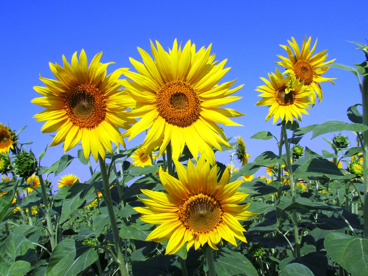 Image - sunflowers sunflower yellow petal