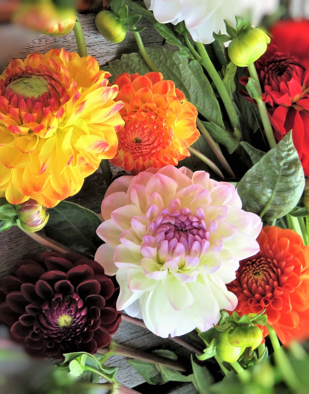 Image - flowers dahlias bouquet garden