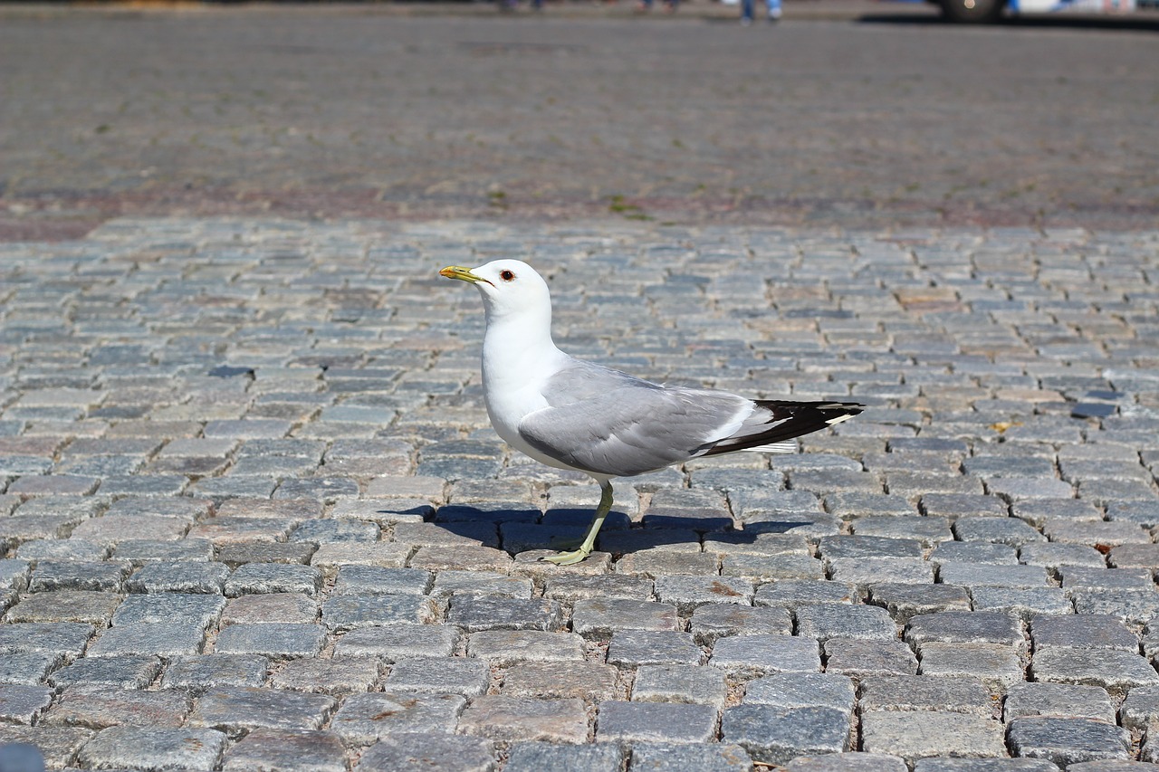 Image - gull bird animal sneak